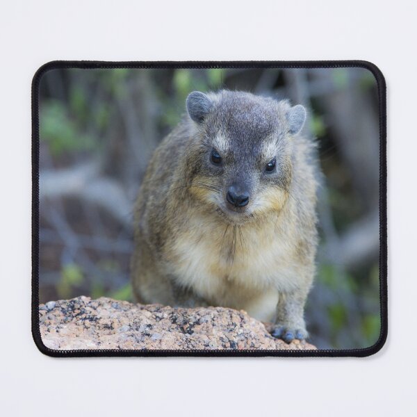 Item preview, Baby Rock Hyrax designed and sold by RPMouton.