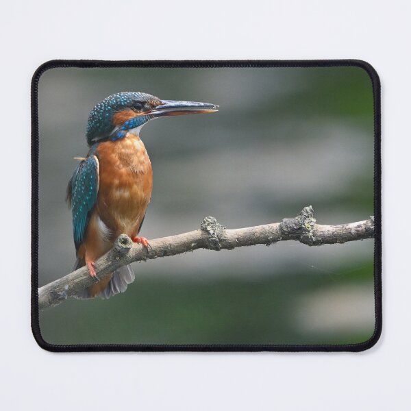 Item preview, Female Kingfisher on perch designed and sold by ClaireChown.