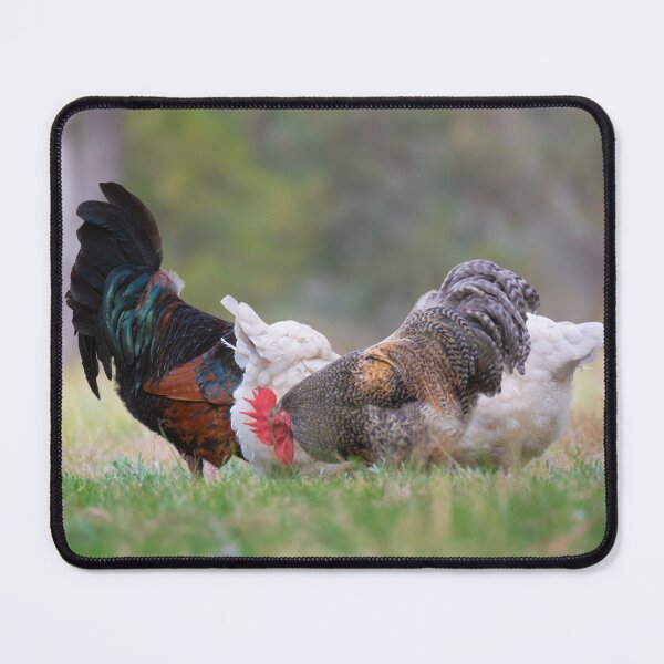 Item preview, Chickens designed and sold by Idleduck.