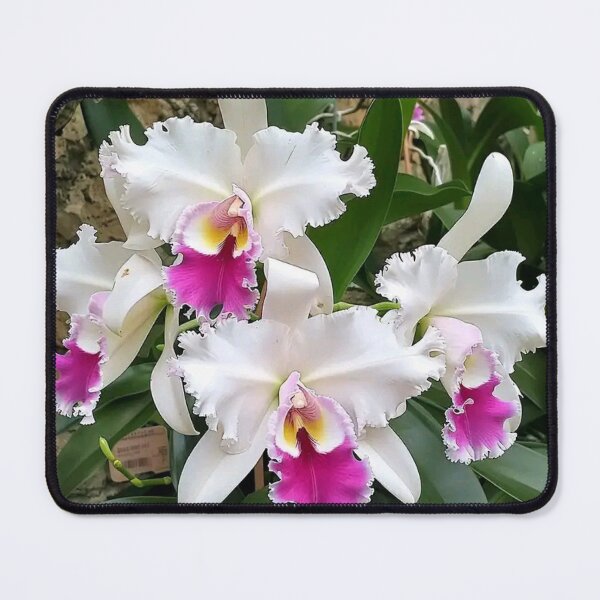 Item preview, Cattleya Orchids designed and sold by The Happiness Market .