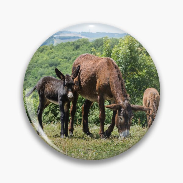 Item preview, Donkeys and Daisies designed and sold by Jane Stanley Photography.