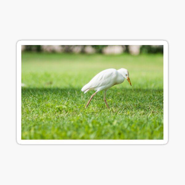 Item preview,  Cattle Egret 8 designed and sold by KensLensDesigns.