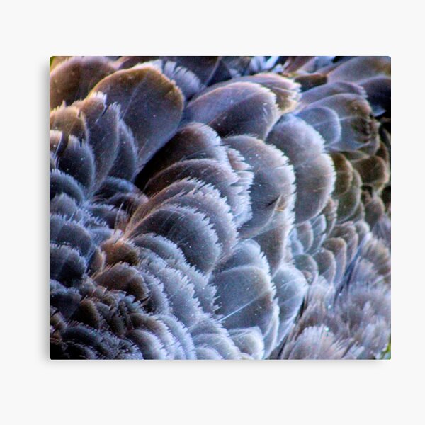Black Swan Canvas Print