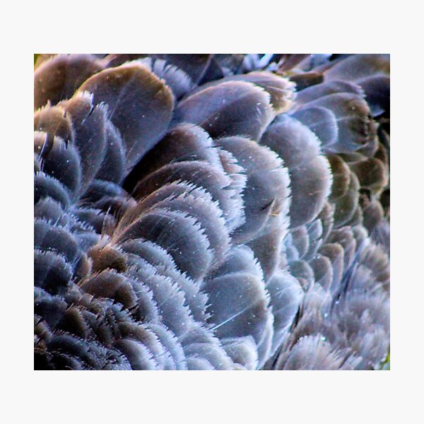 Black Swan Photographic Print