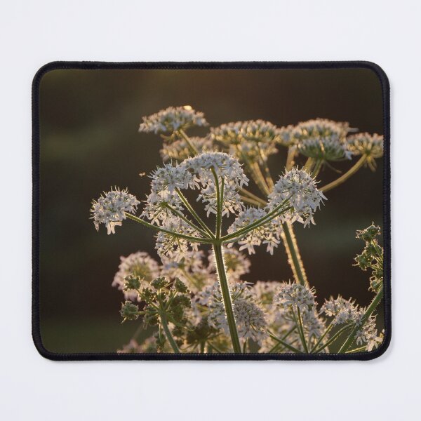 Item preview, Plant in the last evening light designed and sold by SabineBeckmann.