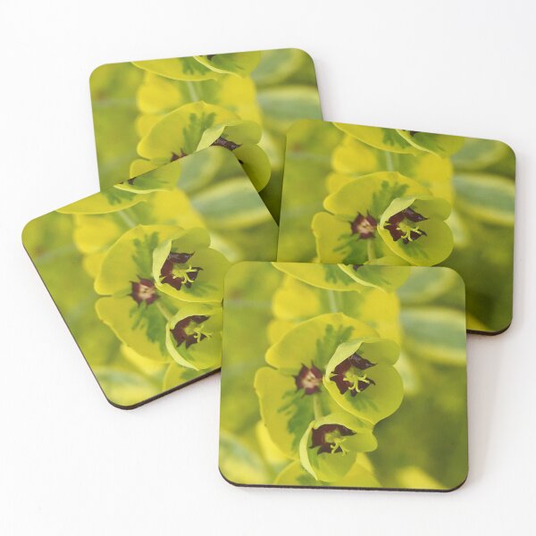 Item preview, Spurge – Euphorbia designed and sold by ChicVoyagePics.