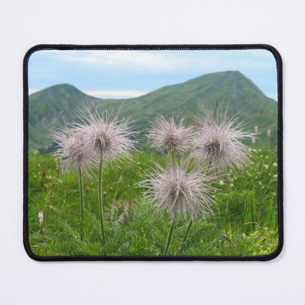 Item preview, White Alpine Anemone designed and sold by ChicVoyagePics.