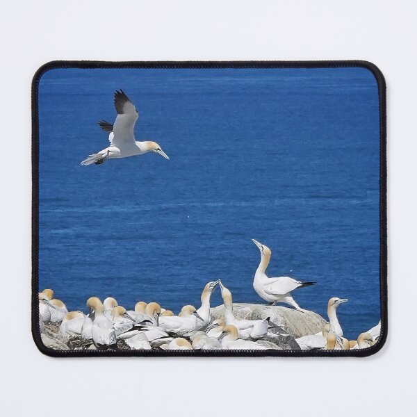 Item preview, Northern Gannets meeting designed and sold by elisainiceland.