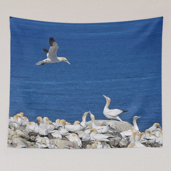 Item preview, Northern Gannets meeting designed and sold by elisainiceland.