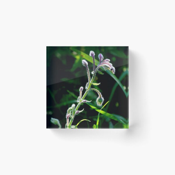 Item preview, Graceful Borage  designed and sold by photoclique.