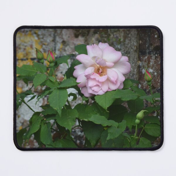 Item preview, Pink rose against a wall designed and sold by CatherineMoore4.