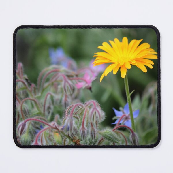 Item preview, Calendula with Borage designed and sold by photoclique.