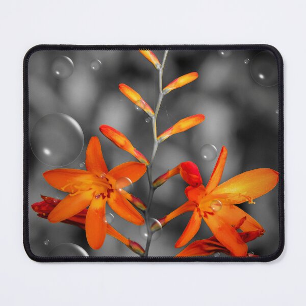 Item preview, Bubbly Crocosmia designed and sold by JEZ22.