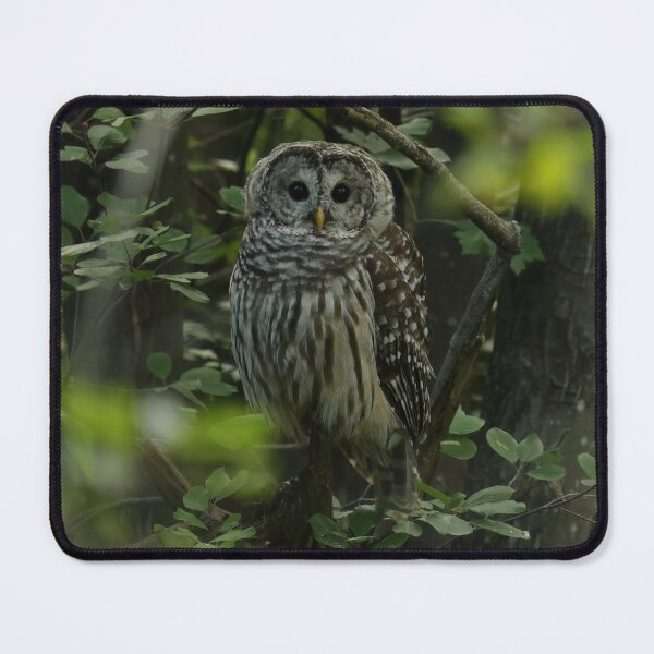 Item preview, Barred Owl designed and sold by locustgirl.