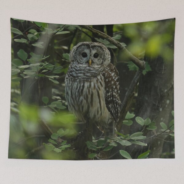 Item preview, Barred Owl designed and sold by locustgirl.