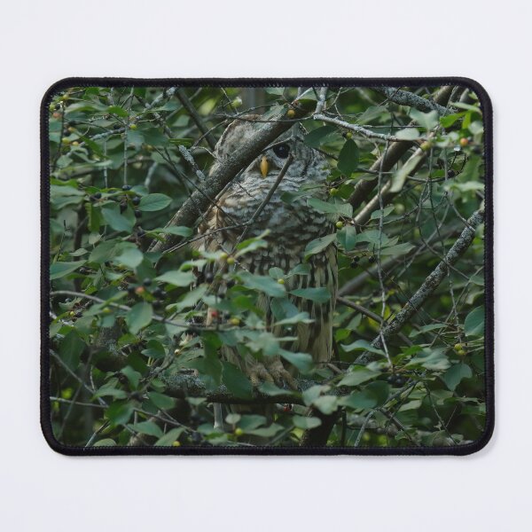 Item preview, Undercover barred owl designed and sold by locustgirl.