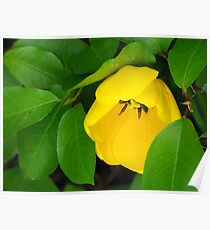 Yellow Beauty Poster
