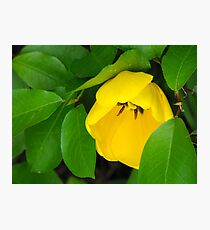 Yellow Beauty Photographic Print
