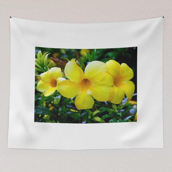 Item preview,  Allamanda Cathartica Flowers designed and sold by MercerImages.