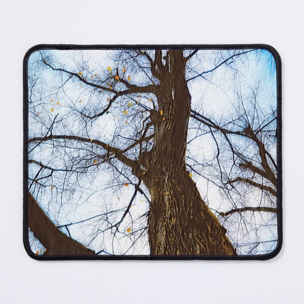 Item preview, Bare Linden Tree Against Sky designed and sold by Taina Sohlman.