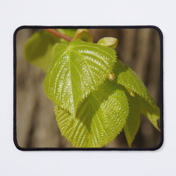 Item preview, Leaf in spring sun designed and sold by Aris-Naturepics.