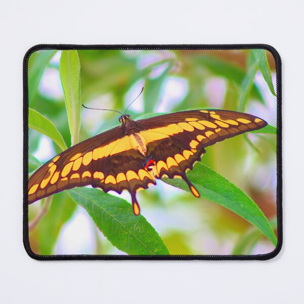 Item preview, GIANT SWALLOWTAIL designed and sold by adumont1.