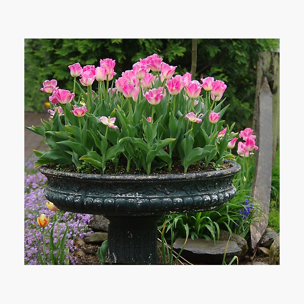 Item preview, A Different Bird Bath designed and sold by Karen Checca.