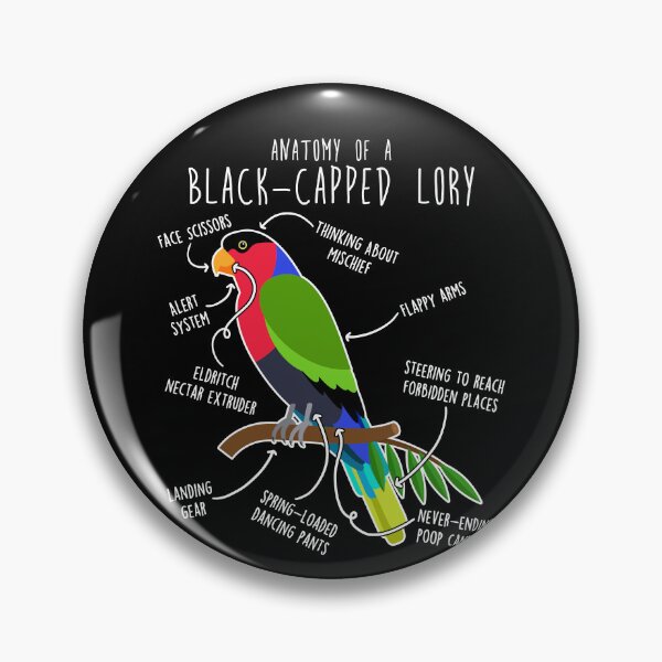 Item preview, Black-capped Lory Parrot Anatomy designed and sold by Clara Hollins.