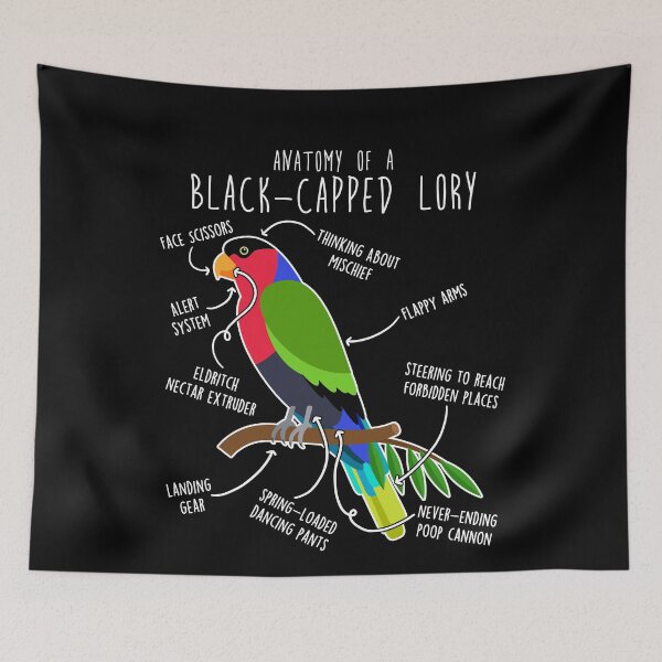 Item preview, Black-capped Lory Parrot Anatomy designed and sold by Clara Hollins.
