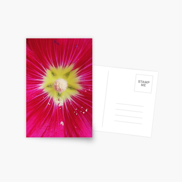 Raspberry Hollyhocks Red Mallow Postcard