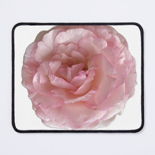 Item preview, Pink rose designed and sold by sonaadalian.