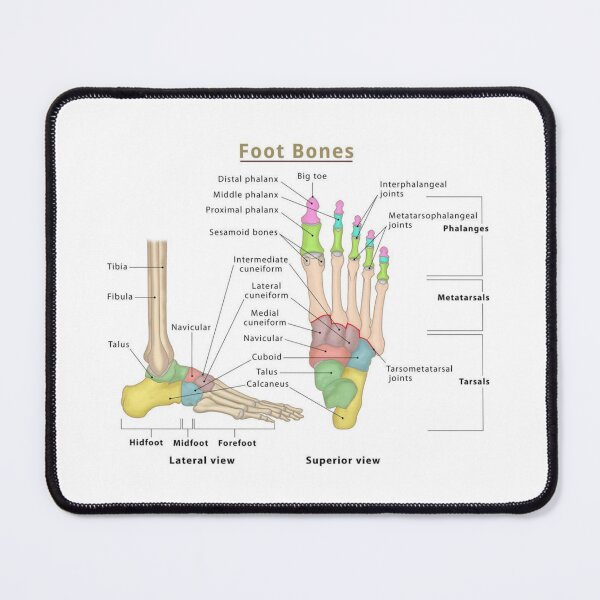 Item preview, Anatomy of Foot Bones designed and sold by Porosenok.