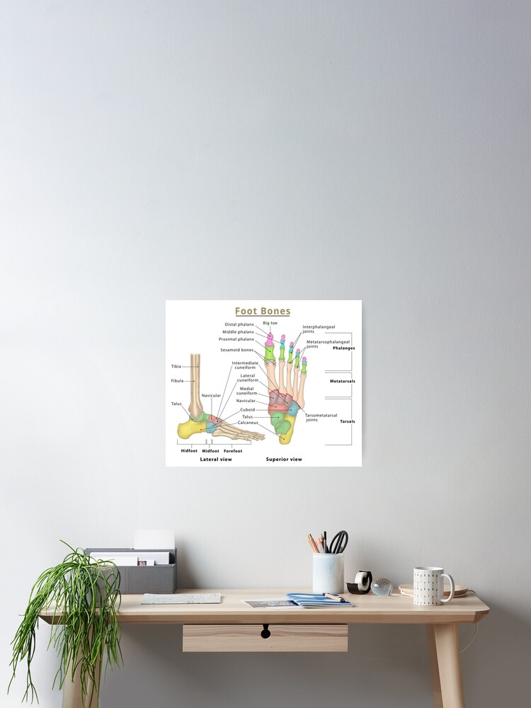 Anatomy of Foot Bones Poster