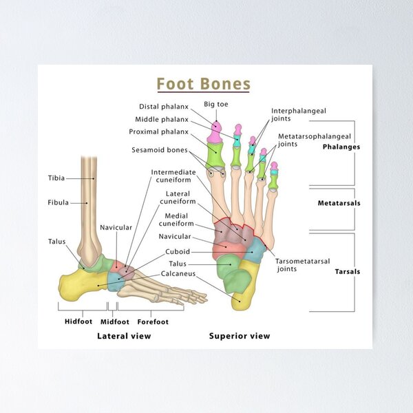 Anatomy of Foot Bones Poster