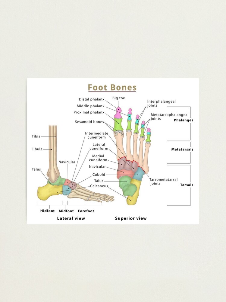 Anatomy of Foot Bones Poster