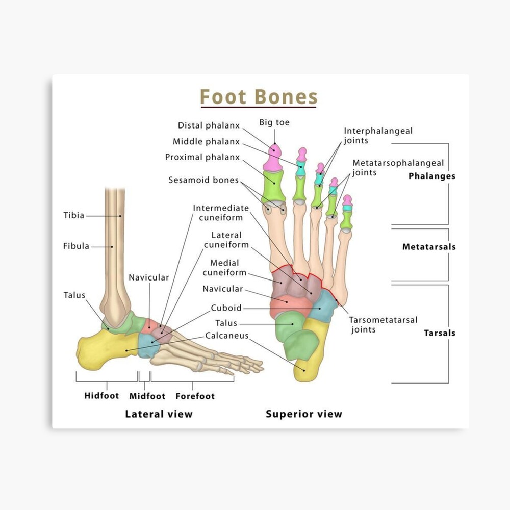 Anatomy of Foot Bones Poster