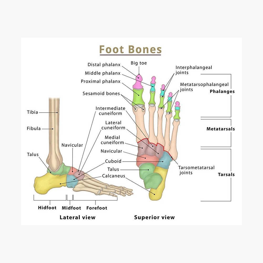 Anatomy of Foot Bones Poster