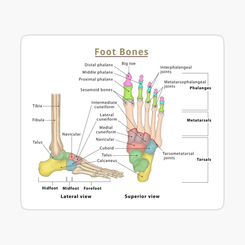 Anatomy of Foot Bones Poster