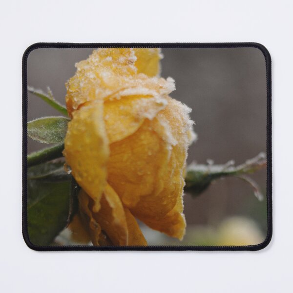 Item preview, Icy yellow rose designed and sold by BlossomArtPhoto.