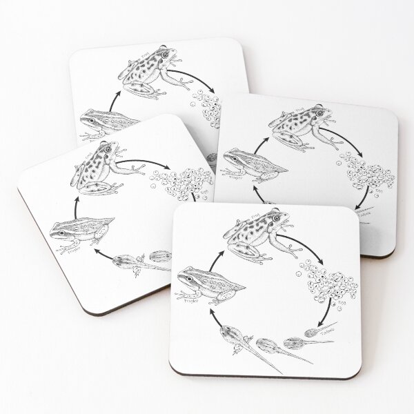 Item preview, The Frog Life Cycle designed and sold by SERCUL.