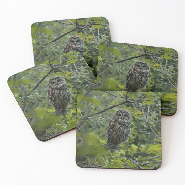 Item preview, Barred owl in lush forest designed and sold by locustgirl.