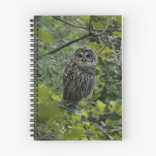 Item preview, Barred owl in lush forest designed and sold by locustgirl.