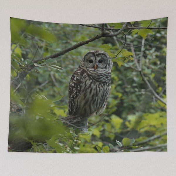 Item preview, Barred owl in lush forest designed and sold by locustgirl.