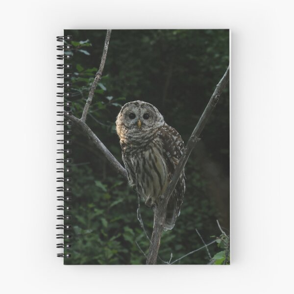 Item preview, Barred owl in tree designed and sold by locustgirl.
