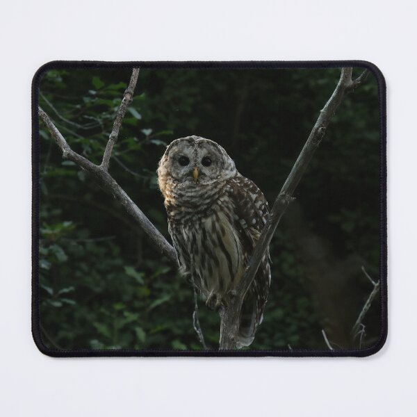 Item preview, Barred owl in tree designed and sold by locustgirl.