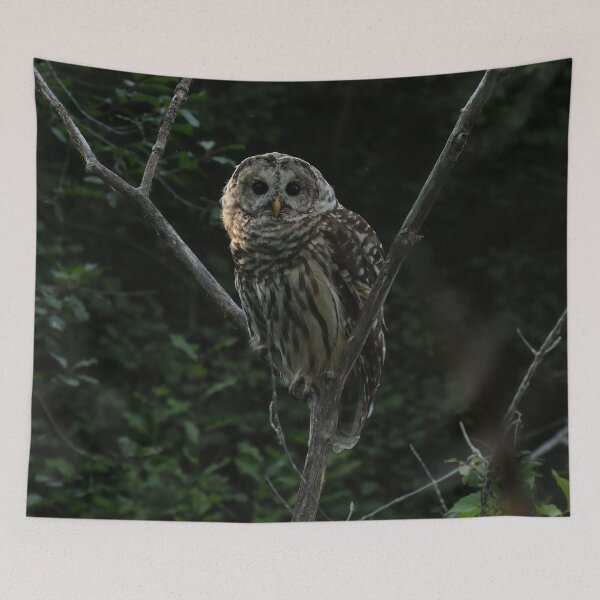 Item preview, Barred owl in tree designed and sold by locustgirl.