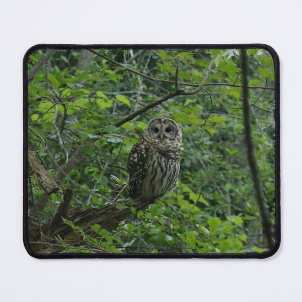 Item preview, Illustrious barred owl designed and sold by locustgirl.