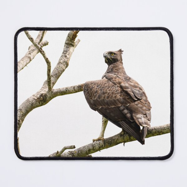 Item preview, The Martial Eagle designed and sold by MyAfricanSafari.