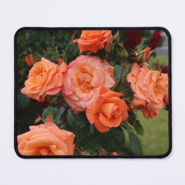 Item preview, Orange Roses designed and sold by RT-FlowerShop.