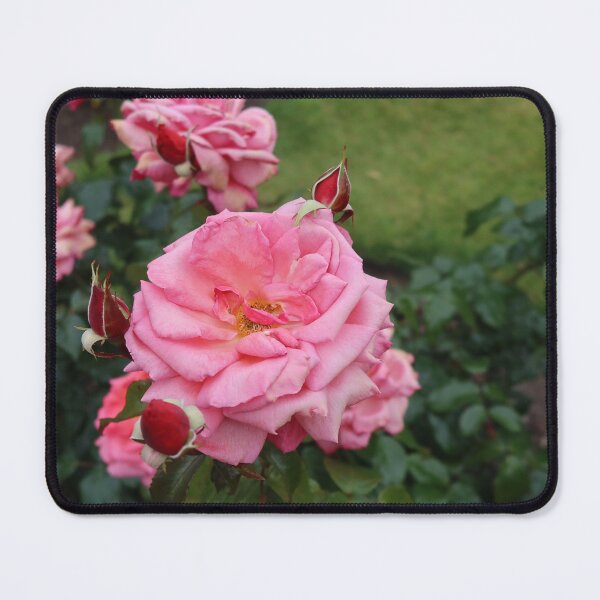 Item preview, Gorgeous Pink Roses  designed and sold by RT-FlowerShop.